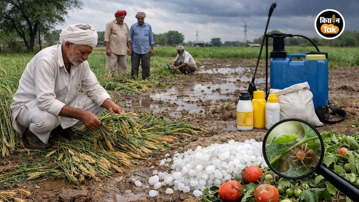 बेमौसम बारिश से फसल चौपट, ऐसे करें बचाव