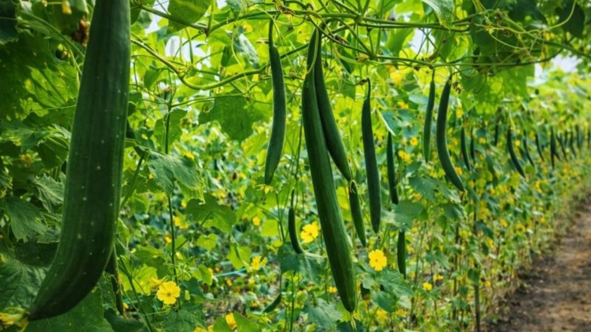 तोरई की खेती