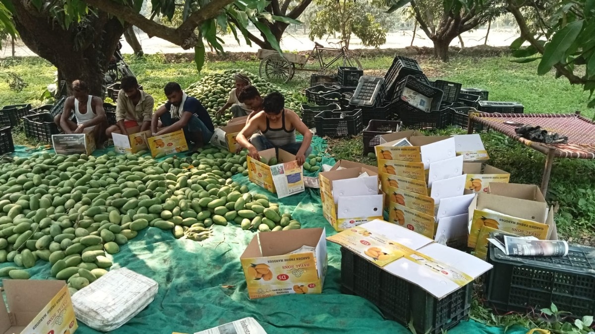 malihabad dasheri mangoe of lucknow will soon come in market but hailstorm and unseasonal rain damage crop