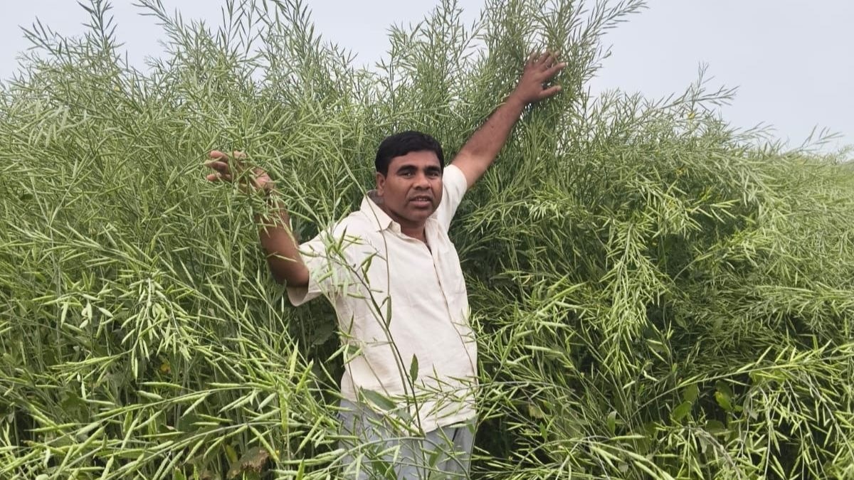 झांसी के किसान की अनोखी पहल, गोमूत्र से बढ़ाया फसलों का उत्पादन और पोषण