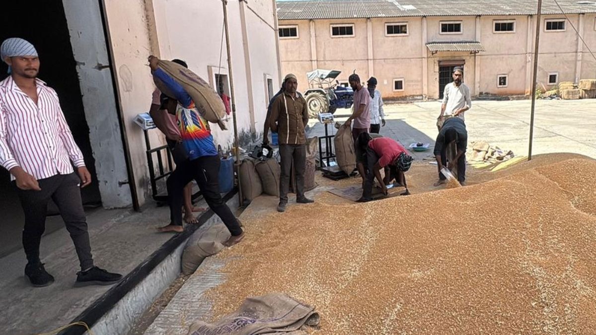 MP Wheat Procurement: MSP-बोनस मिलने से लौटी गेहूं किसानों की मुस्‍कान, खरीद केंद्रों पर ऐसा है माहौल