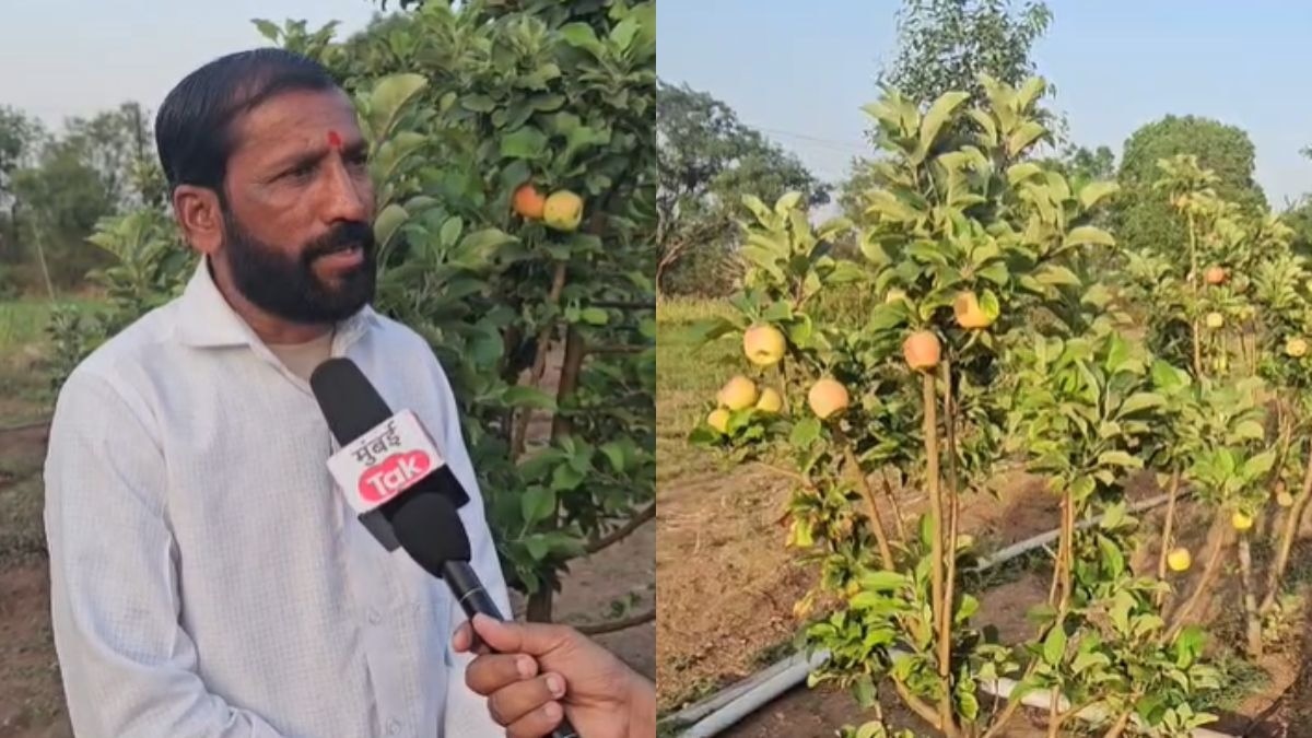 सेब का बाग