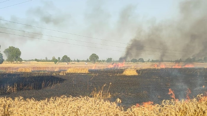 सैकड़ों बीघा गेहूं जलकर राख