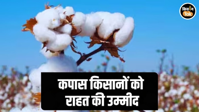 Cotton Farmers News