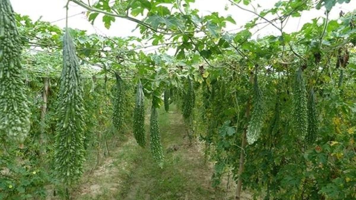 करेले की खेती