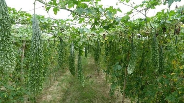 करेले की खेती