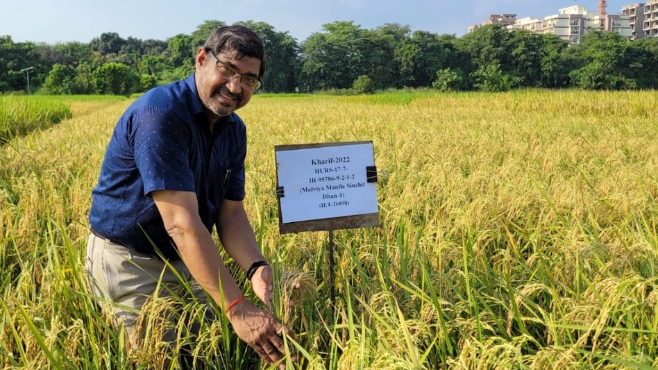BHU की ‘मिरेकल’ धान वैरायटी बाजार में आने को तैयार, किसानों को मिलेगा बड़ा फायदा BHU की ‘मिरेकल’ धान वैरायटी बाजार में आने को तैयार, किसानों को मिलेगा बड़ा फायदा