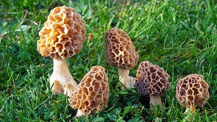 वैज्ञानिकों के लिए रहस्य है गुच्ची मशरूम