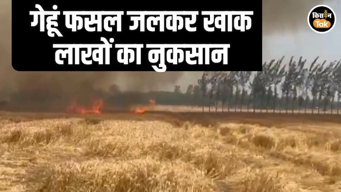 Wheat Crop Fire Rampur