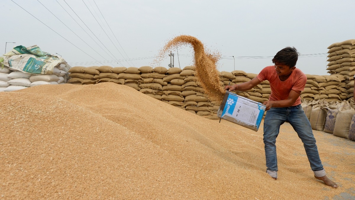 पंजाब की मंडियों में गेहूं खरीद तेज, मोहाली में 17 करोड़ का भुगतान तो जालंधर में क्वालिटी को लेकर चिंता