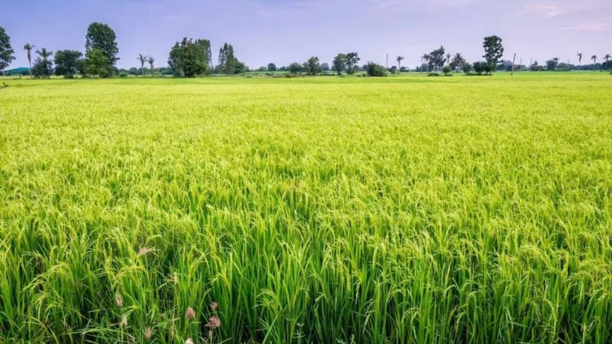 धान-गेहूं के बोनस पर स‍ियासत. 