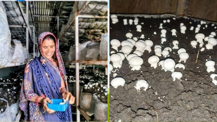 mushroom farming story of pappu devi of bhadohi district earning 10 lakhs rupees per year