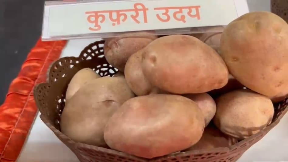 धान के बाद कमाई का सुनहरा मौका, 70 दिन में तैयार ‘कुफरी उदय’ आलू की बढ़ी मांग धान के बाद कमाई का सुनहरा मौका, 70 दिन में तैयार ‘कुफरी उदय’ आलू की बढ़ी मांग