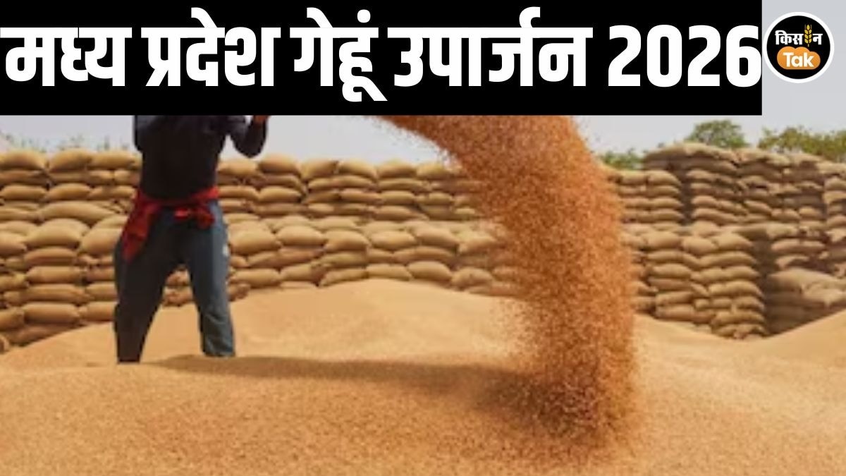 MP Wheat Procurement