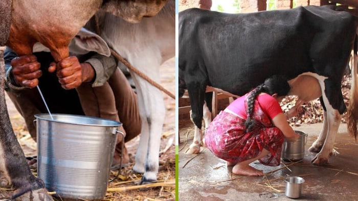 UP Milk Production, pashupalan news, animal husbandry, yogi government, up news, women empowerment, dairy plants, dairy and milk business, dugdh Swarn Mahotsav-2026, uttar pradesh news