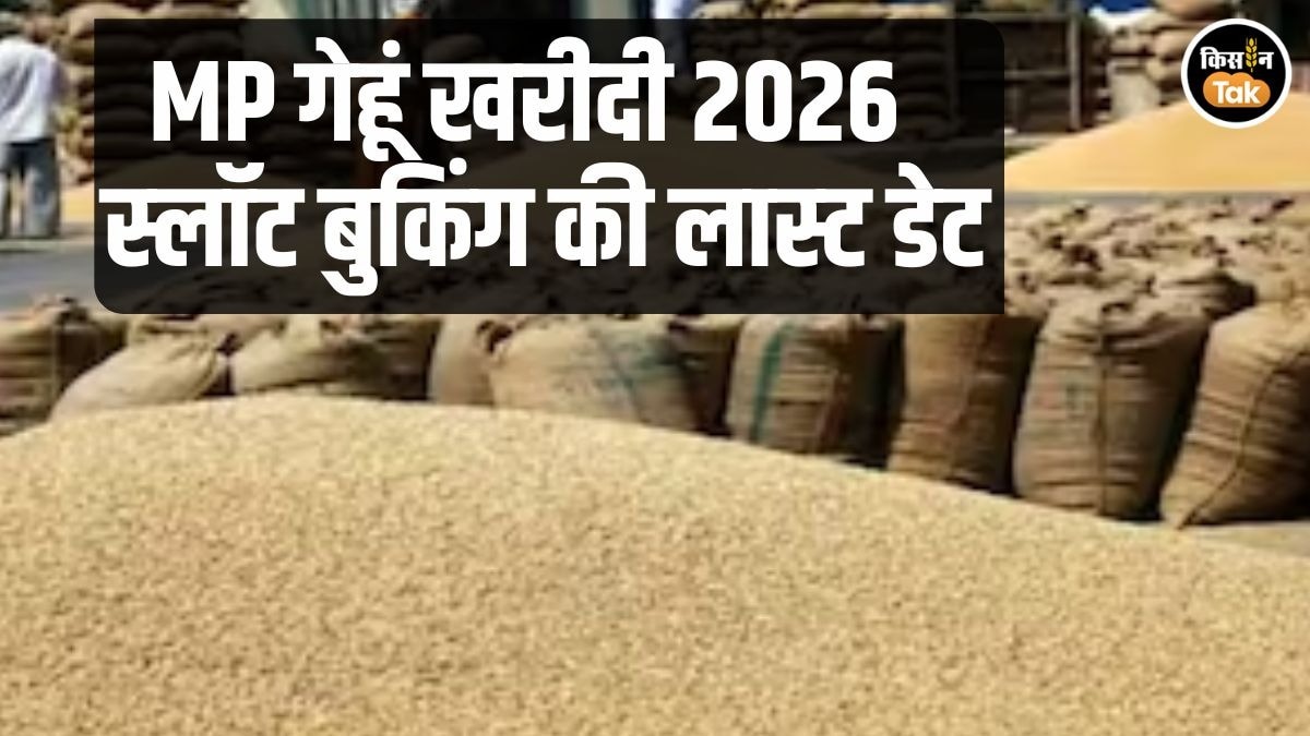 Wheat Procurement MP