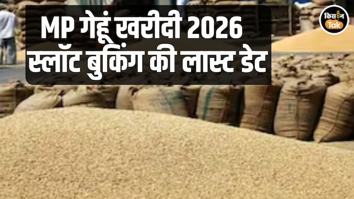 Wheat Procurement MP