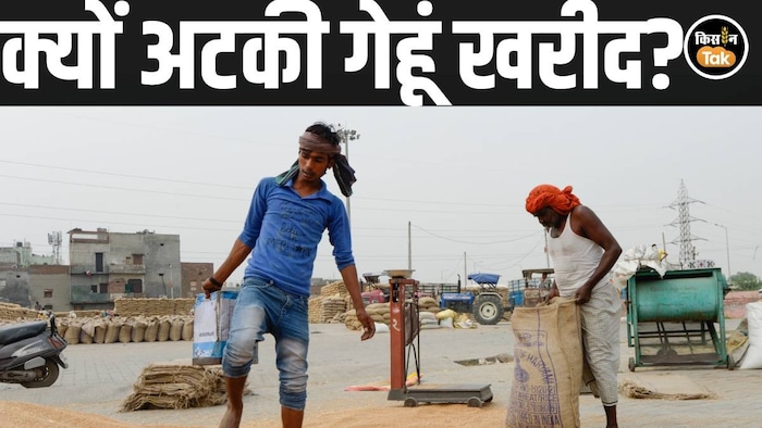 wheat procurement India 2026