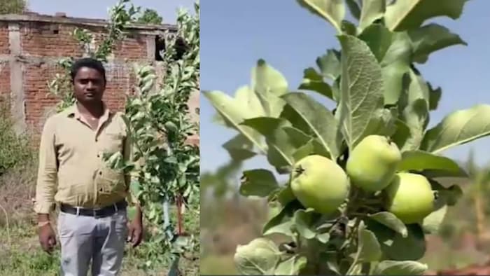 झारखंड में सेब की खेती