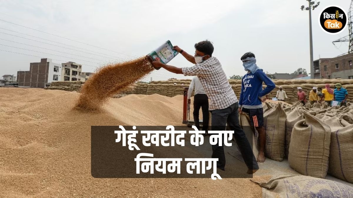 गेहूं खरीद नियमों में बड़ी छूट