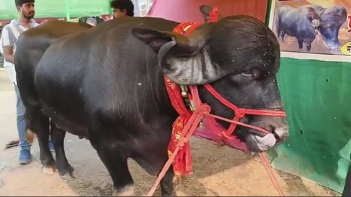 करीब 8 फीट लंबा और 5 फीट ऊंचा है ‘प्रधान बाबू’. (Photo: Screengrab)