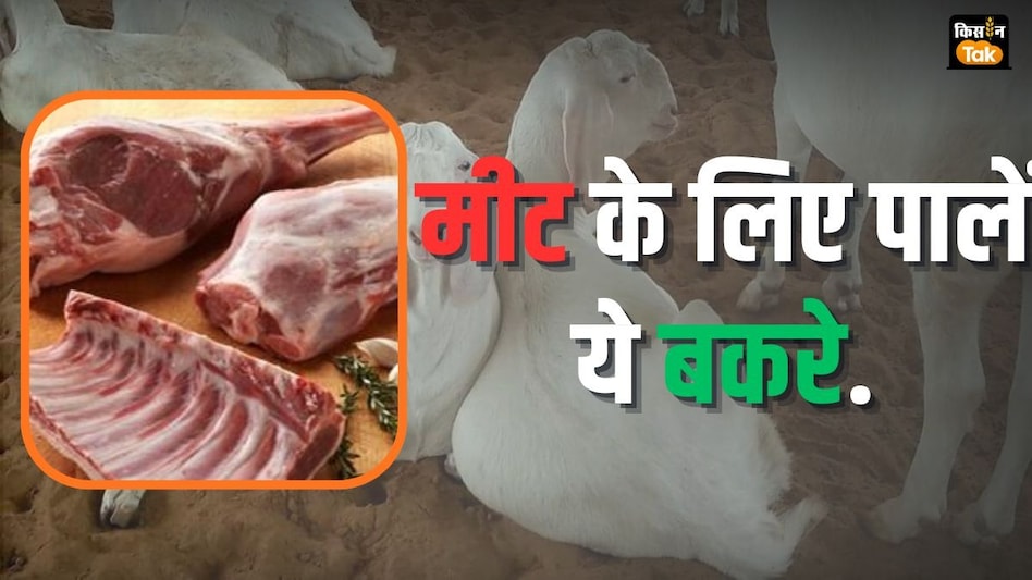 Goat Breed for Meat: बकरीद से दो-तीन महीने पहले बढ़ जाती है सोजत, गुजरी की डिमांड, जानें क्या है वजह Goat Breed for Meat: बकरीद से दो-तीन महीने पहले बढ़ जाती है सोजत, गुजरी की डिमांड, जानें क्या है वजह