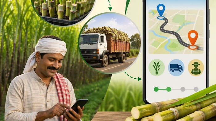 गन्ना बीज वितरण होगा हाईटेक (AI- तस्वीर)