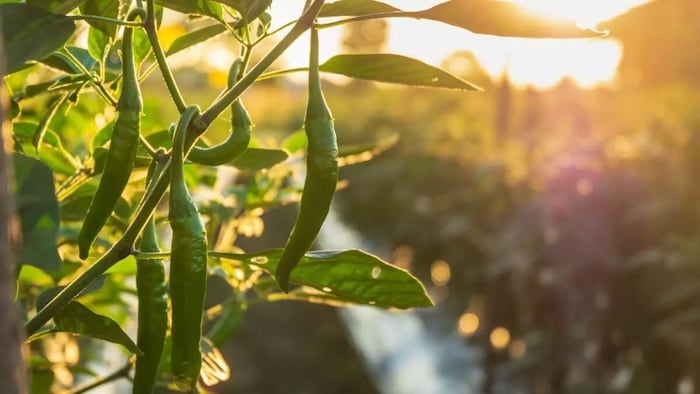 मिर्च की वैरायटी