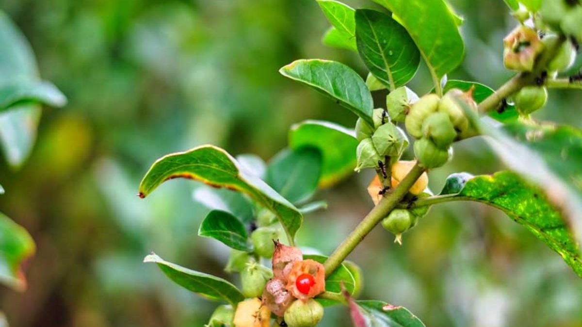 अश्वगंधा वाले उत्पादों पर FSSAI सख्त