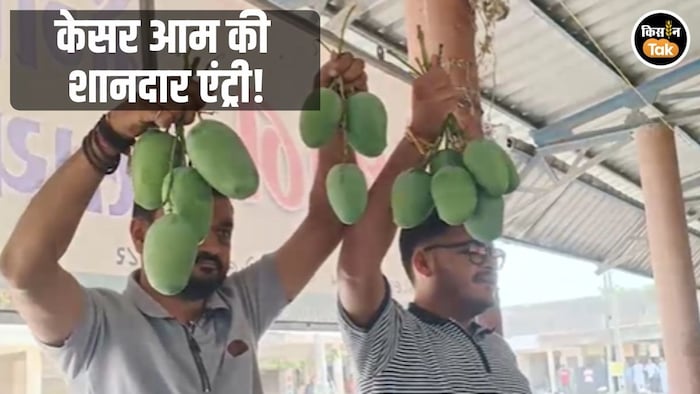 केसर आम की नीलामी शुरू