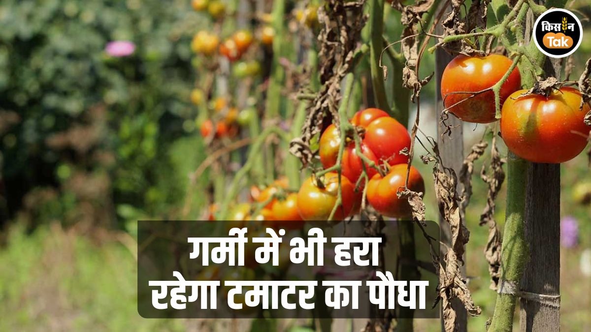 टमाटर का पौधा