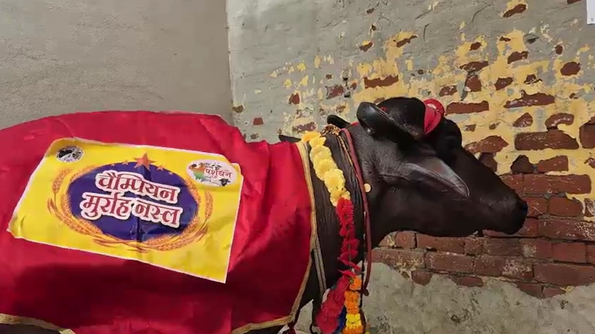 Murrah Buffalo: 15 बातों का रखें खास ख्याल, मुर्राह की प्योर नस्ल खरीदने में नहीं आएगी परेशानी 