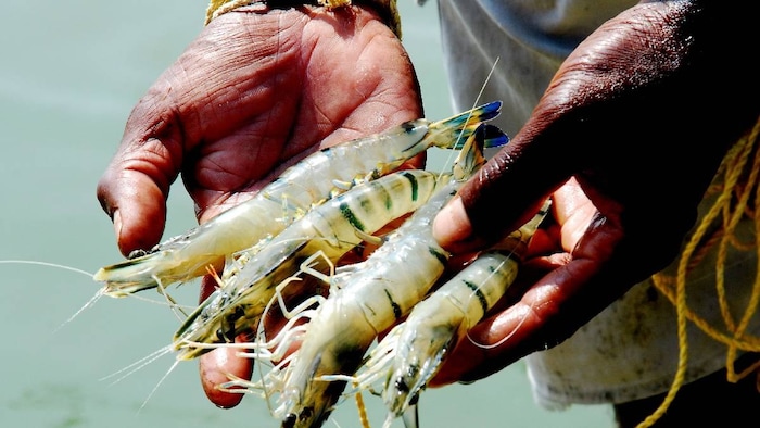 shrimp export