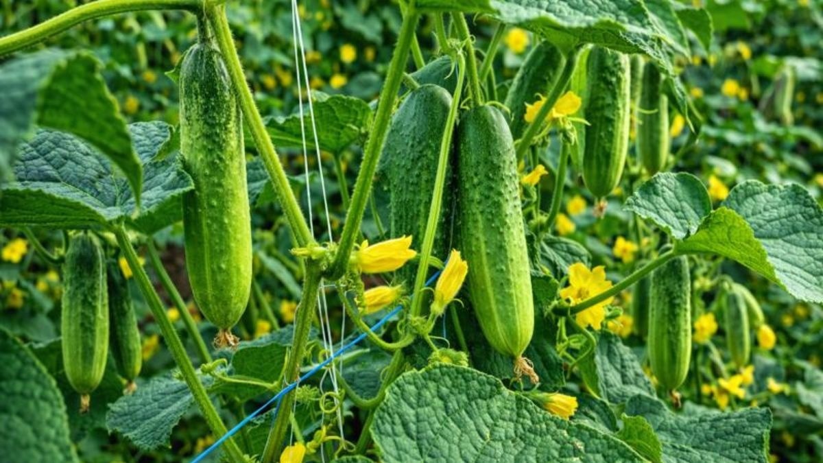 जायद सीजन में बंपर पैदावार देगी खीरे की ये वैरायटी, घर बैठे ऐसे मंगवाएं बीज