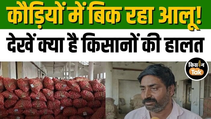 आलू का मंडी भाव