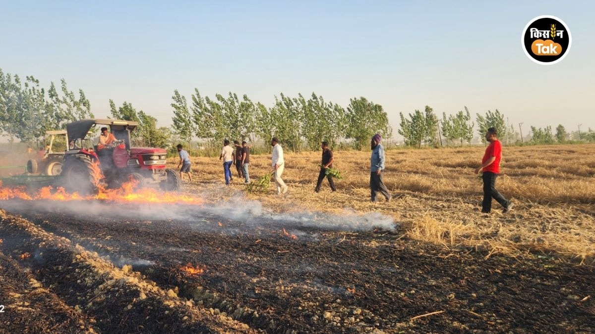 गेहूं के खेतों में भीषण आग