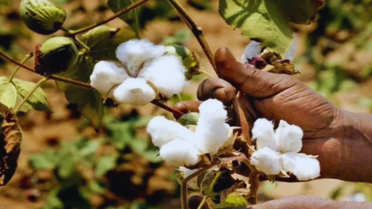 BT cotton crop