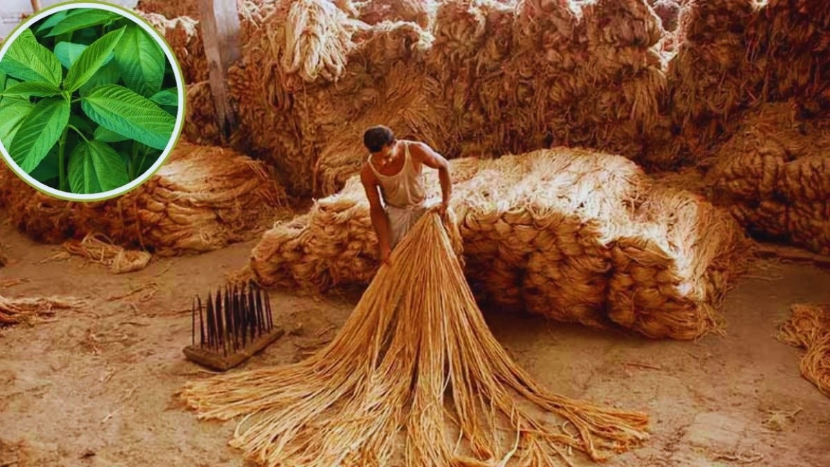 jute stock limit change