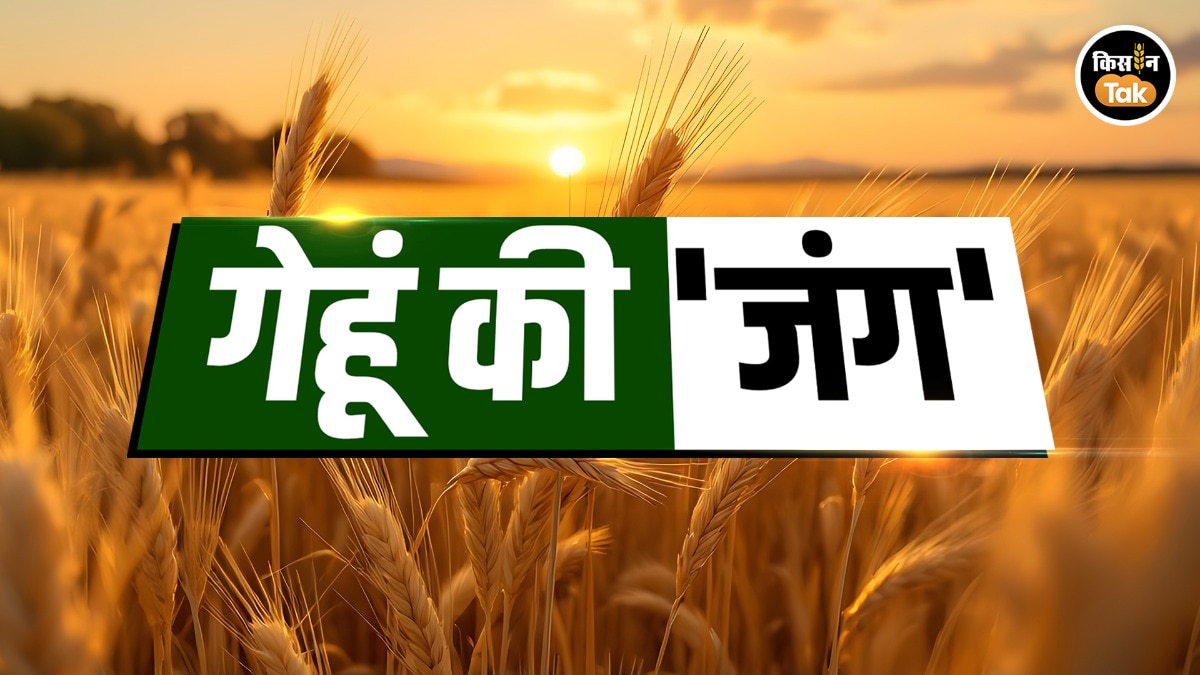 किसानों का फायदा या गोदामों का बोझ...क्या है गेहूं नीति में बदलाव के पीछे की असली कहानी?