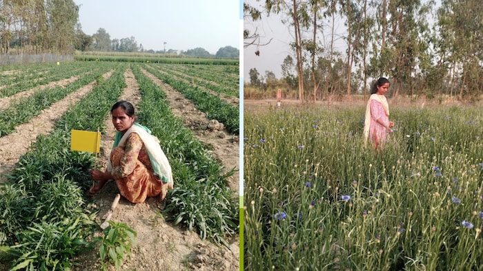 women farmer sita devi of sitapur earning in lakhs per year by medicinal farming crop