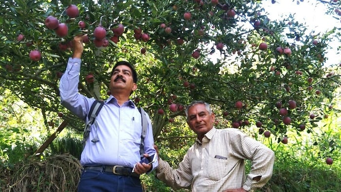 Himachal apple variety