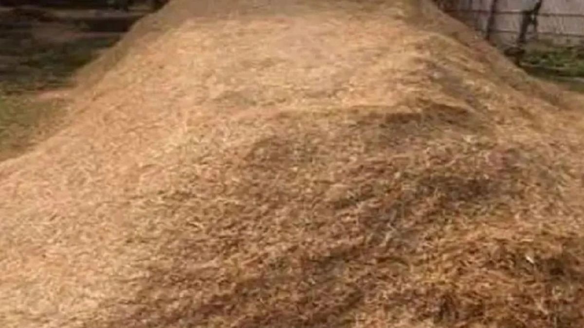 animal feed Wheat Straw