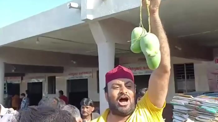 Kesar mango price Gujarat