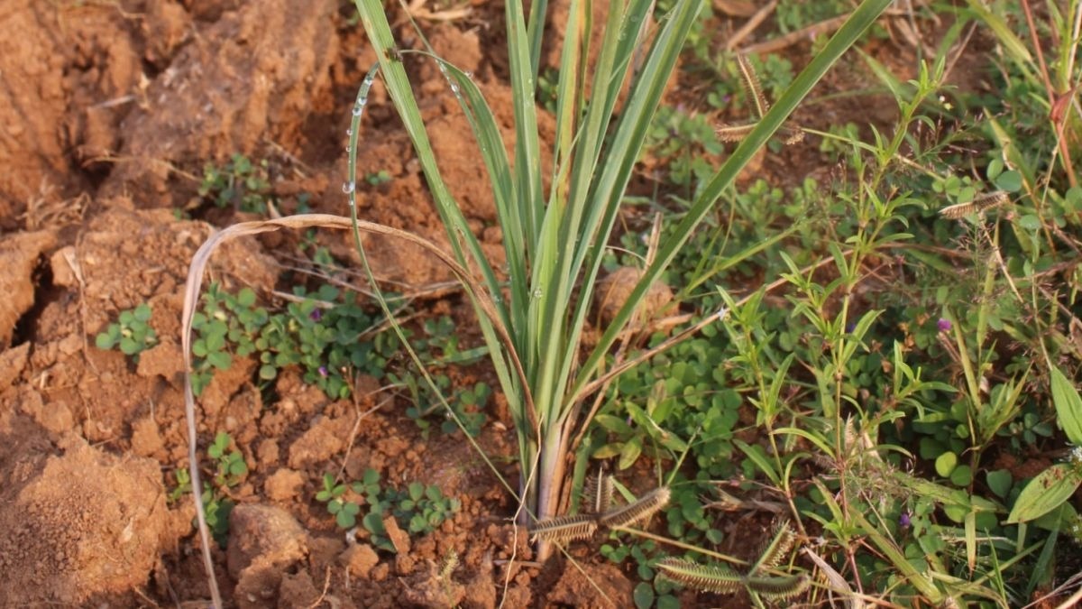 Lemongrass Farming Scheme