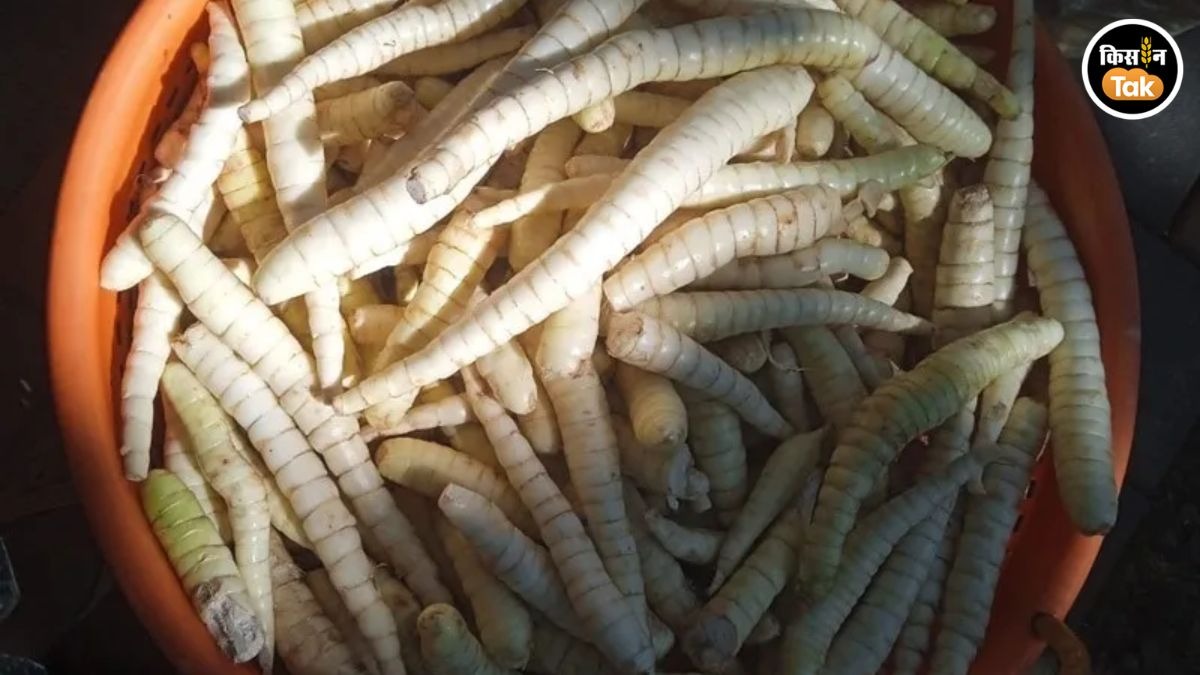 अरारोट की खेती