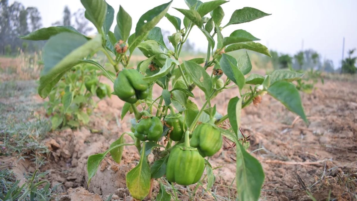 शिमला मिर्च की खेती
