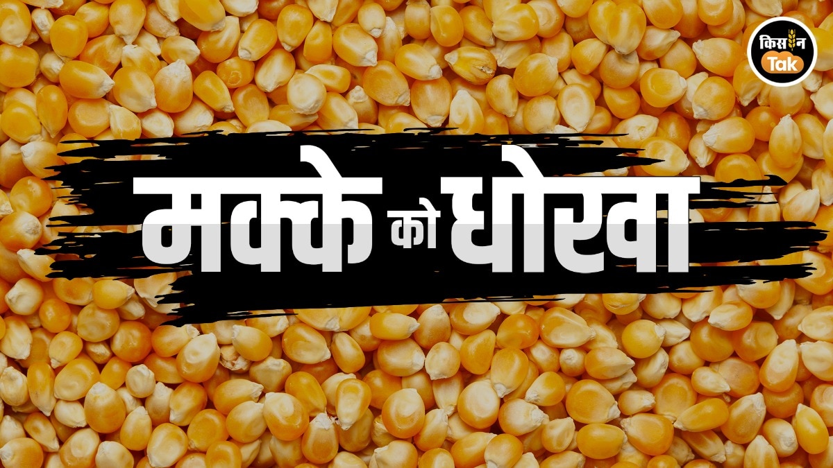 क्यों ग‍िरा मक्के का दाम? 