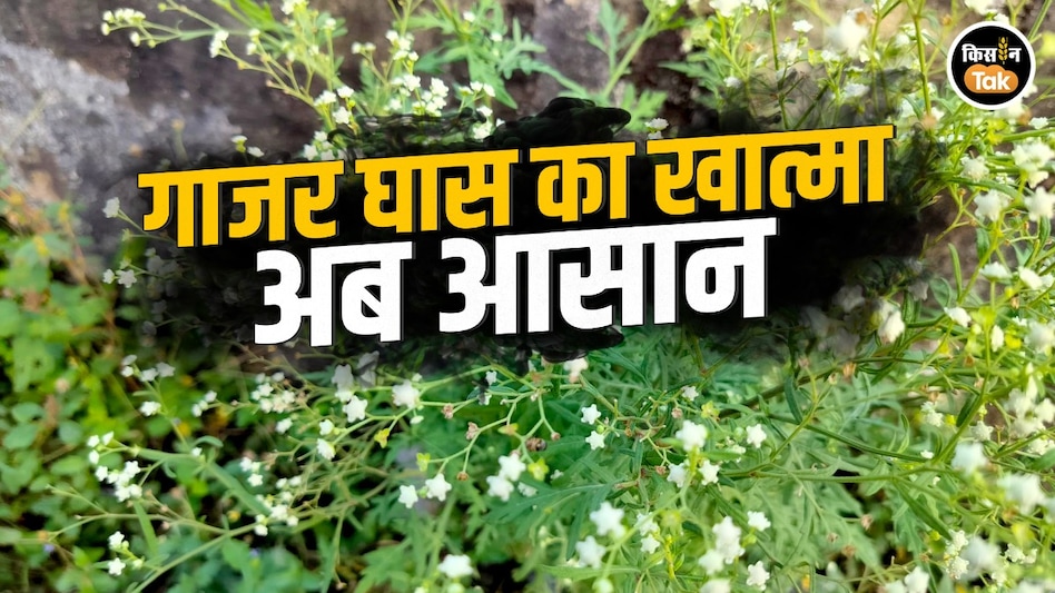 गाजर घास का खेल खत्म! जबलपुर वैज्ञानिकों ने खोजा ‘मैक्सिकन बीटल’ कीट गाजर घास का खेल खत्म! जबलपुर वैज्ञानिकों ने खोजा ‘मैक्सिकन बीटल’ कीट