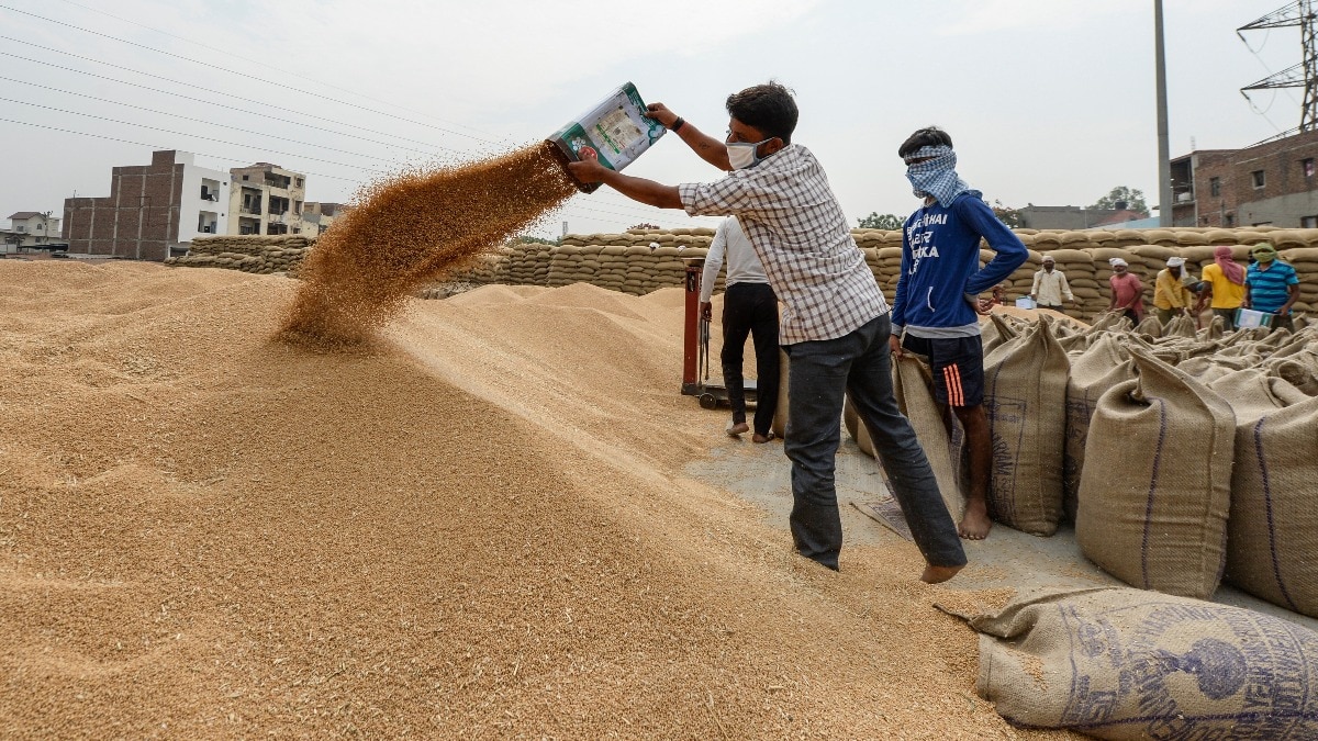 बेमौसम बारिश का असर: सरकार ने घटाया गेहूं उत्पादन अनुमान, 120 मिलियन टन रहने के आसार
