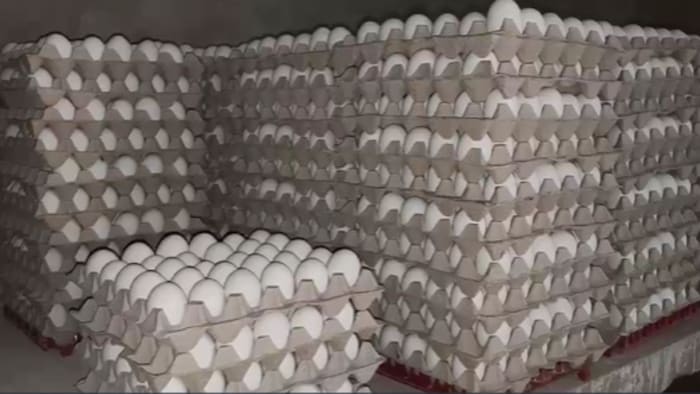 अंडा उत्पादन में बना नंबर-1